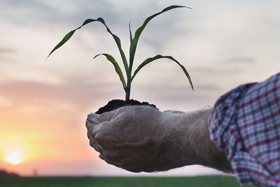 Close up of corn sprout in farmer's hand. Plant care and protection concept